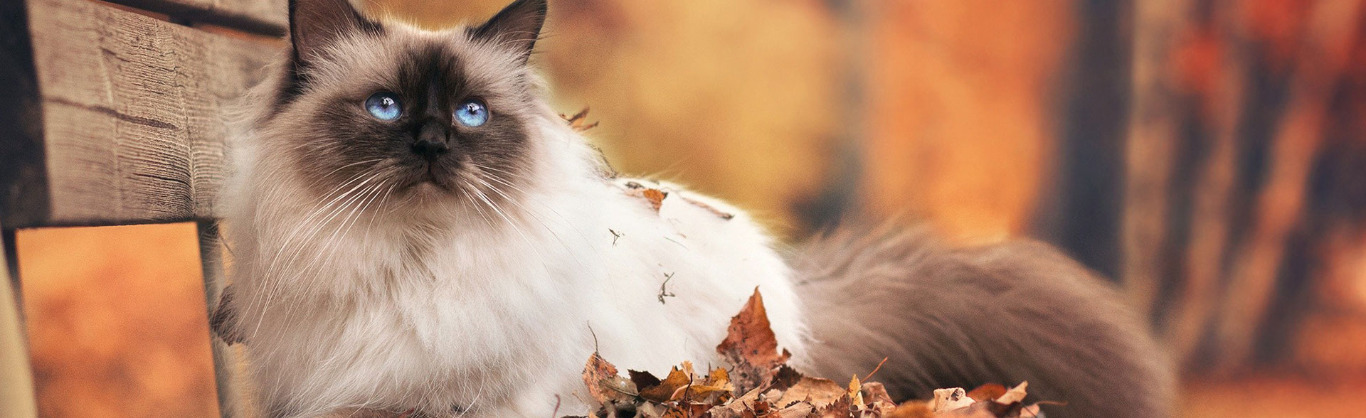 To Travel With Heart To Serve With Love3